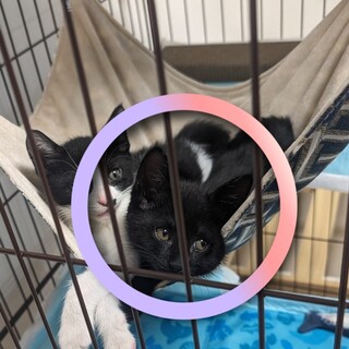 愛嬌いっぱい！黒猫女の子☆4月生まれ