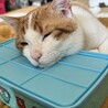 の写真