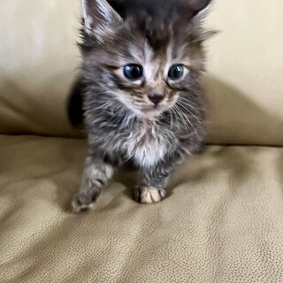 珍しいサバトラ長毛1カ月