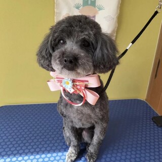 6歳の男の子(黒のトイプードル)です。