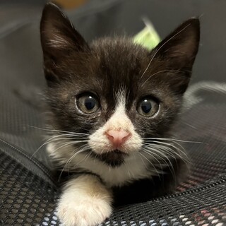 ８月期限、人なれなれ可愛いハチワレ❤マリンちゃん
