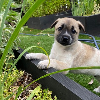 ウルウルお目々がチャームポイント【ムロくん】