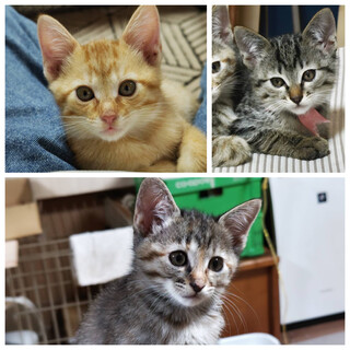 3匹の子猫ちゃんの家族を探しています☆