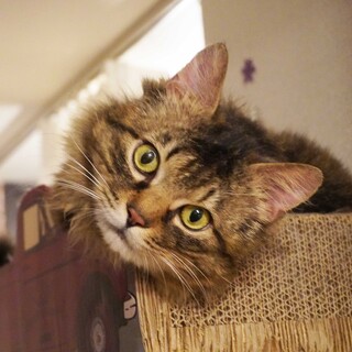 甘えん坊の長毛キジ～かわいい顔、性格もGood！