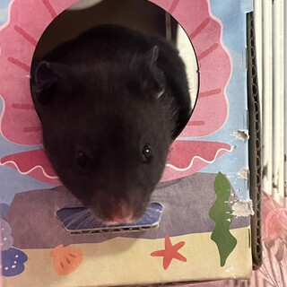 ゴールデンハムスター　生後一か月　黒クマ