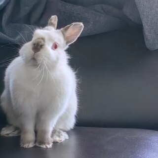 大人しいウサちゃんの里親募集！（海外渡航の為助けて