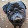 のぶ子ちゃん  パグ  保護犬