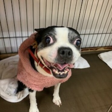 ダイスちゃん  ボストンテリア    保護犬