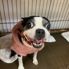 ダイスちゃん  ボストンテリア    保護犬