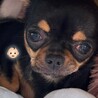 うるちゃん  チワワ  保護犬