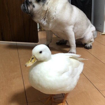 モアちゃん   アヒル