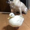 モアちゃん   アヒル
