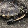クラッシュ