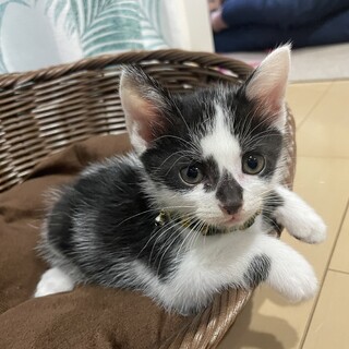 牛柄の元気いっぱいやんちゃな男の子です