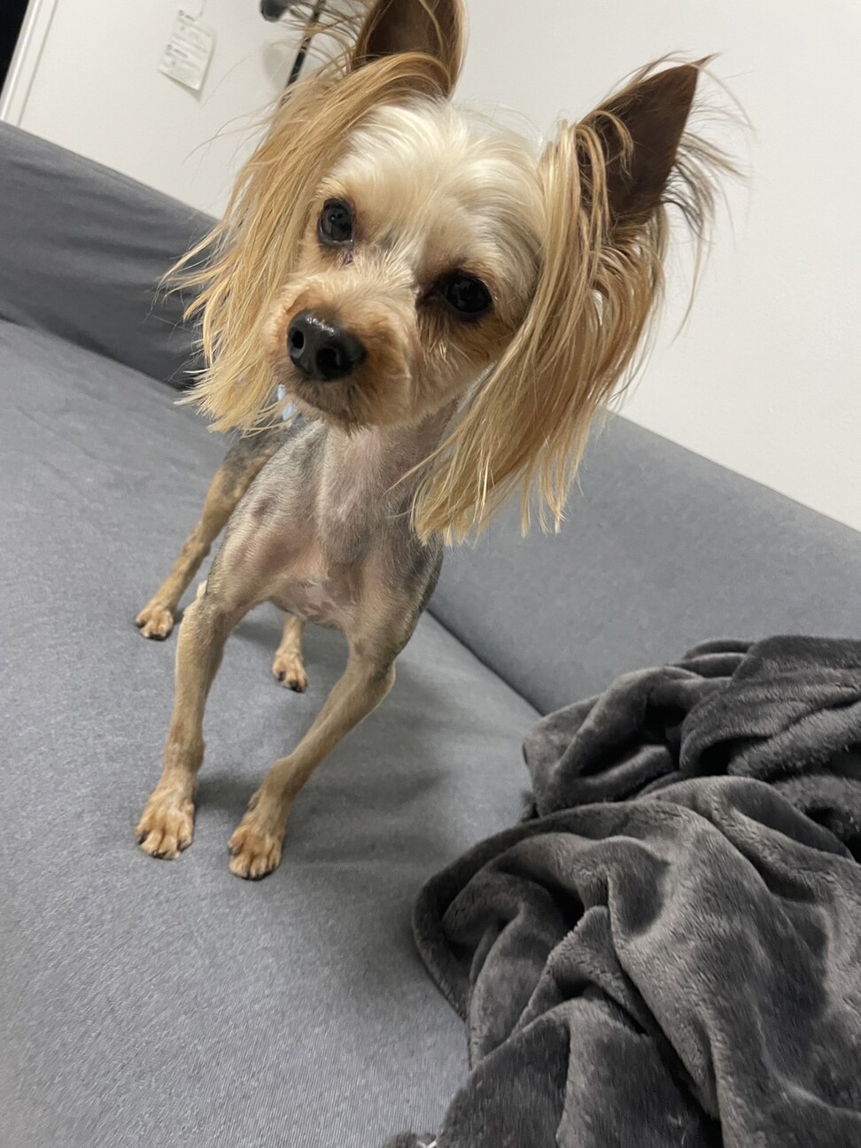 ヨークシャテリアさん専用　完熟梅です。 🐕虎太郎様/4歳/♂/ヨークシャテリア