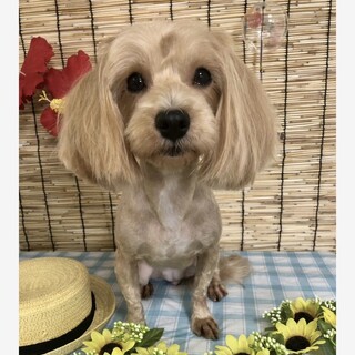 マルプー4歳の女の子