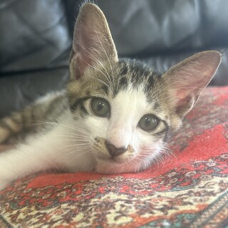 【7/15芝浦】うるうる瞳の美少年★アンドレ