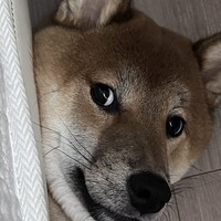 チョップ