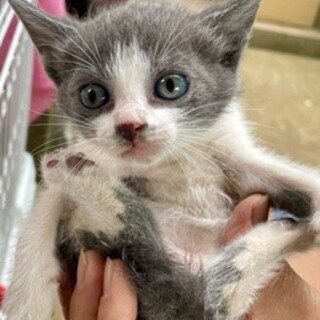 きれいなグレーと白の美人子猫