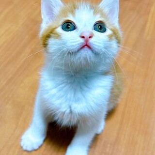 遊び好きなせんべい君