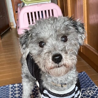 寂しがり屋のヤンチャ坊です♪