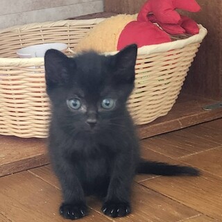 顔の綺麗な黒こねこ　ルナ