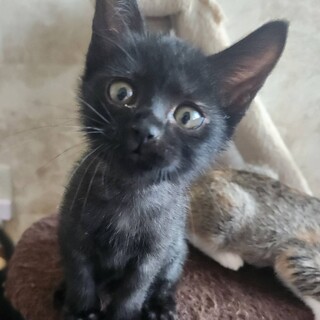 小さな女の子　黒猫のもずく