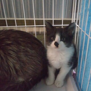 【男の子4月20頃生まれ】子猫里親募集