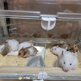 ゴールデンハムスター ベビー4匹