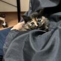 子猫の里親を募集します(長毛種／サビ)