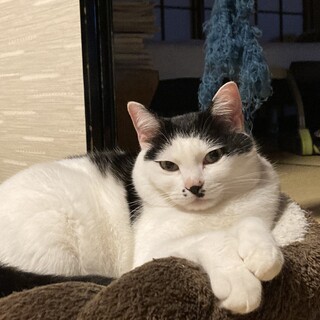 タマちゃん　6歳