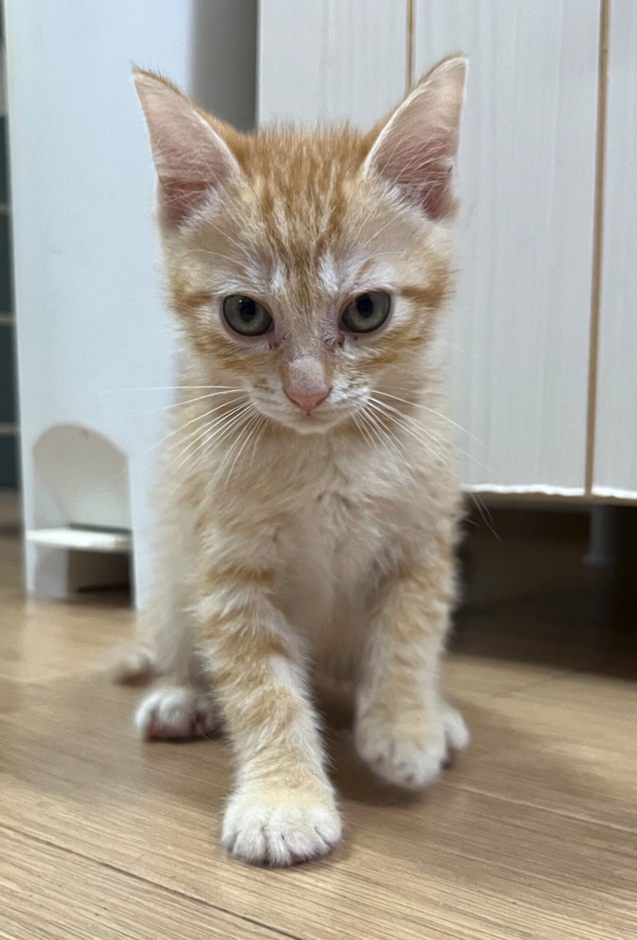 ⁂チャラチャラネコ⁂様 確認画像 ボクも相変わらず元気だよ😽✨ みんなも元気でいてね！ by 大福