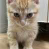 子猫のチャララくん（生後約2カ月） サムネイル2