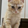 子猫のチャララくん（生後約2カ月） サムネイル3