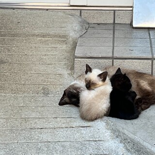 急募！親子で迎えて頂けないでしょうか