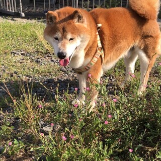 柴★１５歳★雄★岐阜～★里親募集