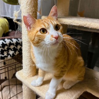 【6/16譲渡会】はるひくん