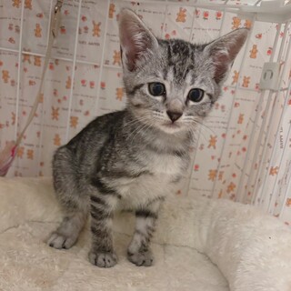 【6/16譲渡会】くうくん