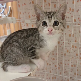 【6/16譲渡会】れんくん