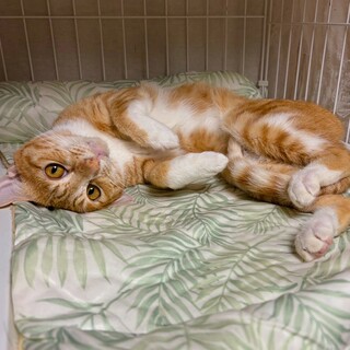 【6/16譲渡会】ひなたくん