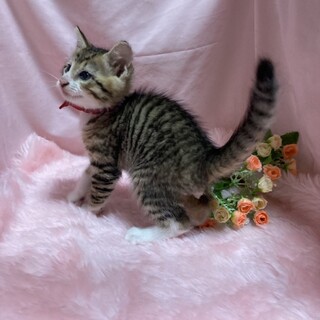 明るい毛色が綺麗『こじか君』2ヶ月