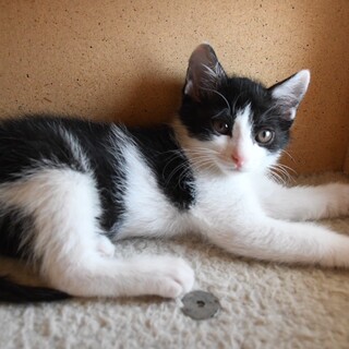 好奇心旺盛元気いっぱいゴロゴロピッチ