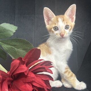 【7/15芝浦】4/23生まれ甘えん坊の美★貴公子