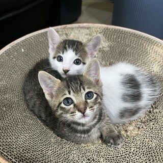 優しいお顔のきょうだいです