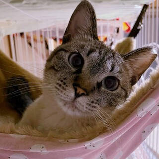 [お見合い歓迎]ツンデレ気質のこりんちゃん♡