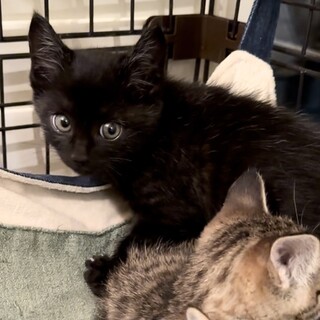 四つ子で唯一の黒トラ君