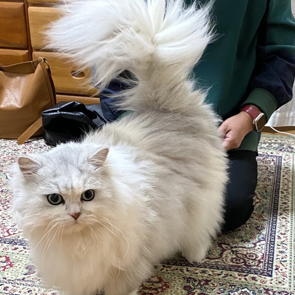 光（ひかり）のカバー写真