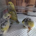 コザクラインコ雛3羽