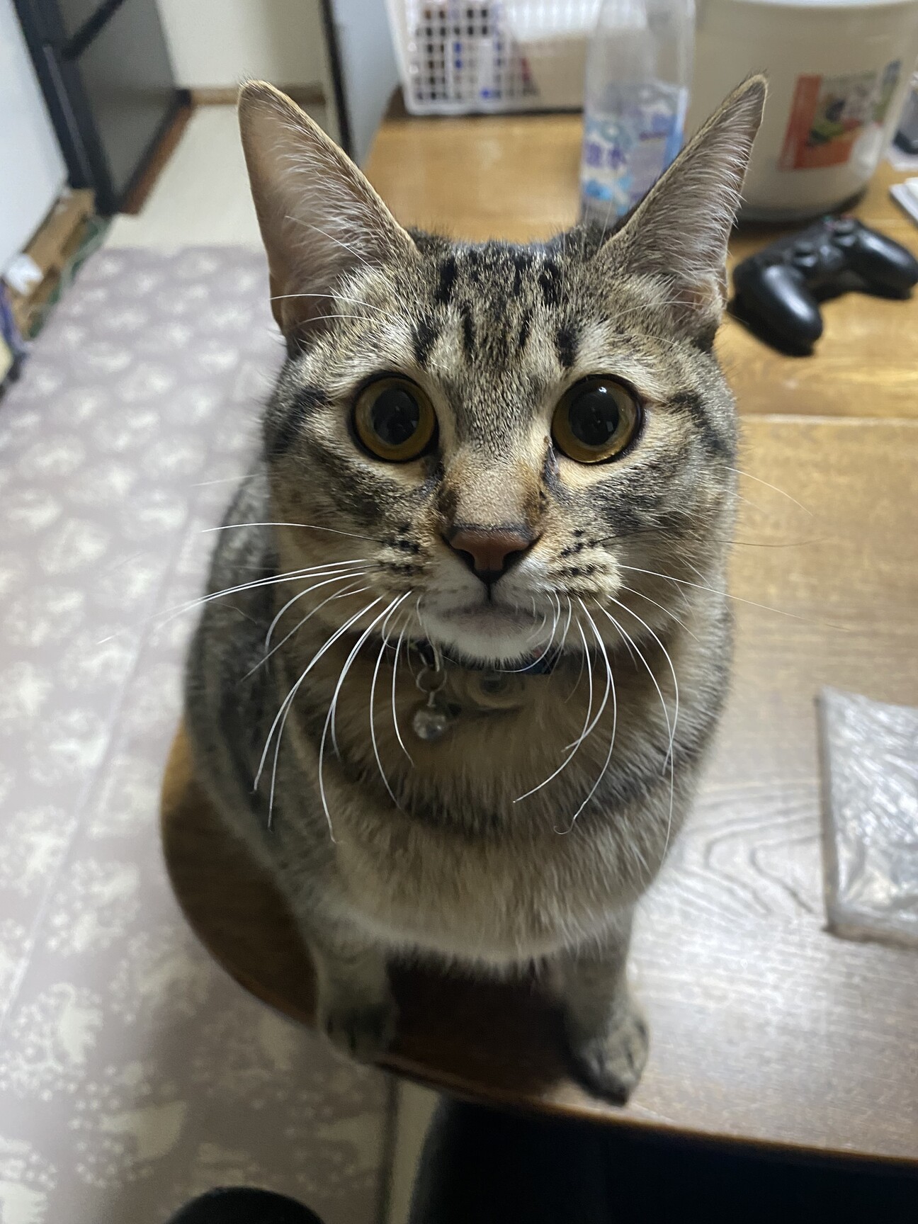 元気いっぱいキジトラ女の子 サムネイル1