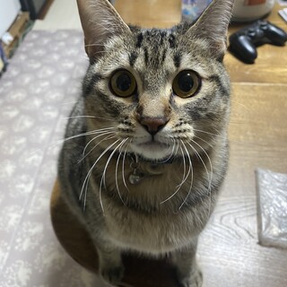 元気いっぱいキジトラ女の子